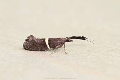Bitter-cress Diamond-back (Eidophasia messingiel)  Fraser Simpson