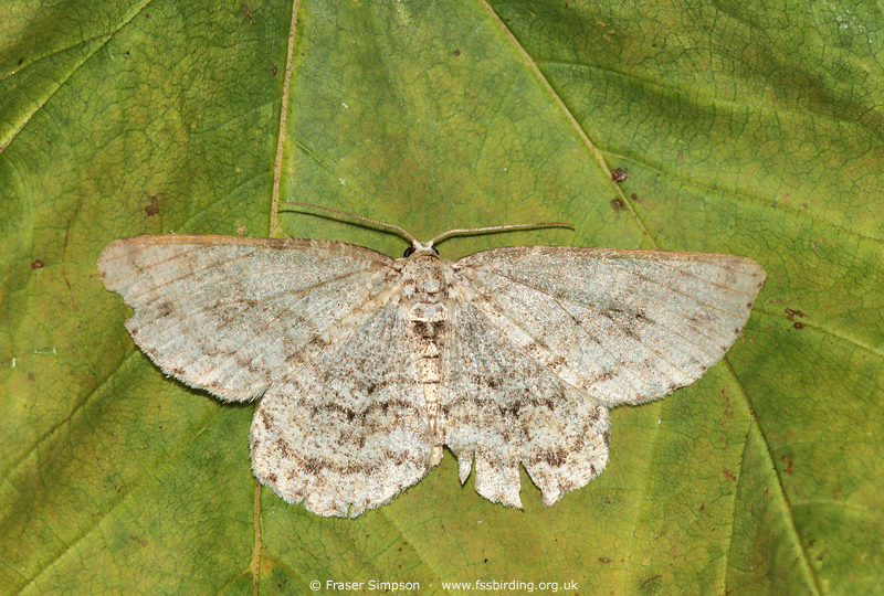 The Engrailed (Ectropis crepuscularia) © Fraser Simpson