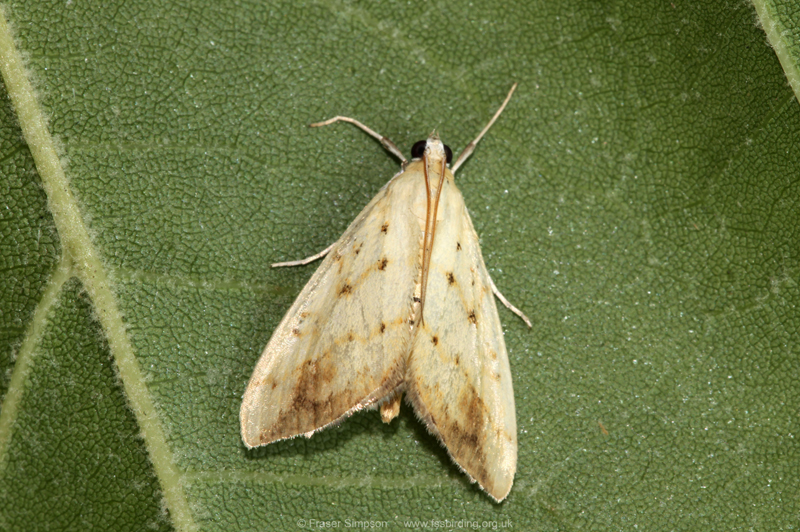 Marbled Yellow Pearl (Evergestis extimalis)  Fraser Simpson