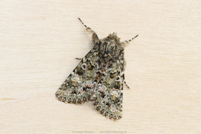 Feathered Ranunculus (Polymixis lichenea)  Fraser Simpson