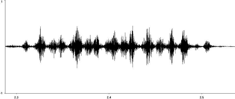 Oscillogram of Field Grasshopper stridulation [fieldgrasshopper117345capcut]