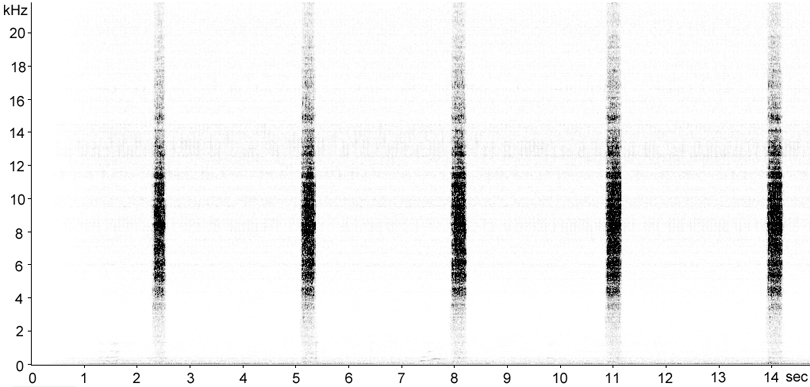 Sonogram of Field Grasshopper stridulation [fieldgrasshopper117345capcut]