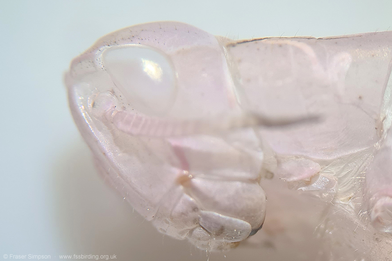 detail of exuviae of pink form of Field Grasshopper (Chorthippus brunneus)  Fraser Simpson