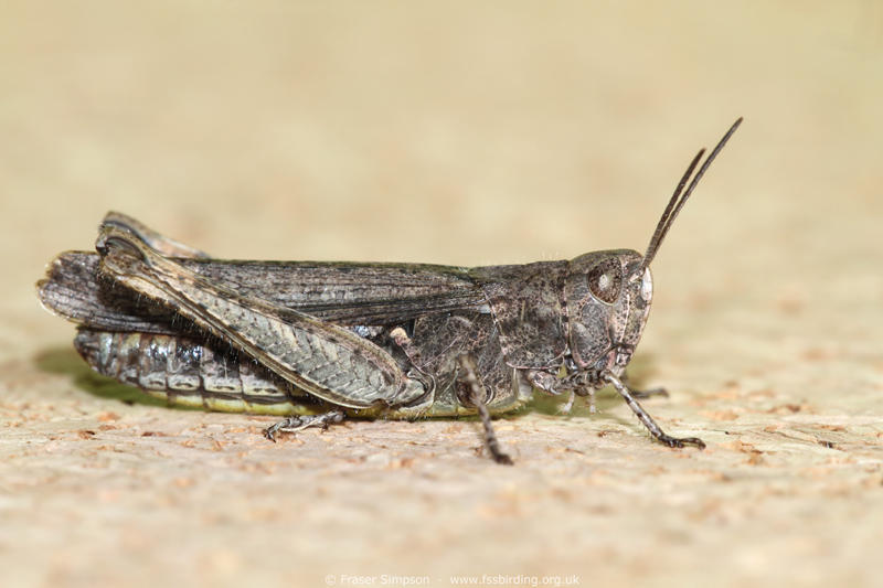 Field Grasshopper (Chorthippus brunneus)  Fraser Simpson