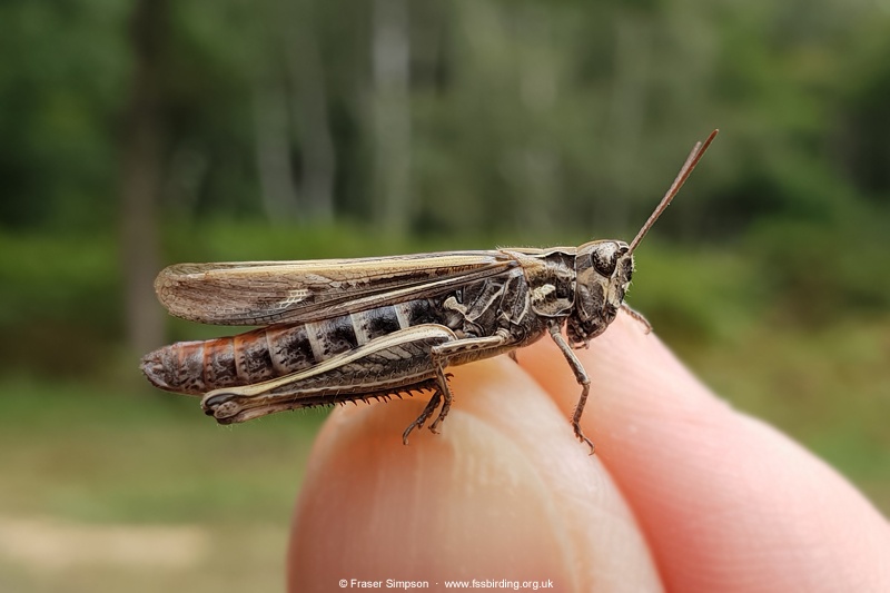 Field Grasshopper (Chorthippus brunneus)  Fraser Simpson