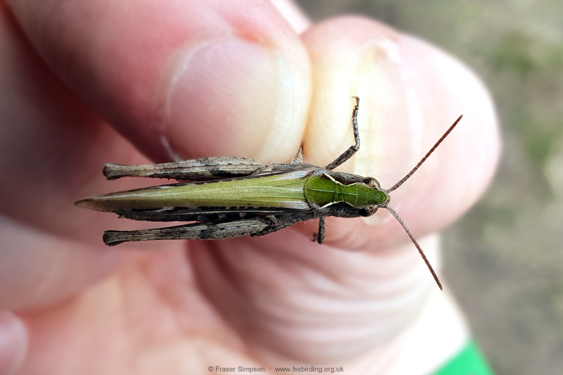Field Grasshopper (Chorthippus brunneus)  Fraser Simpson