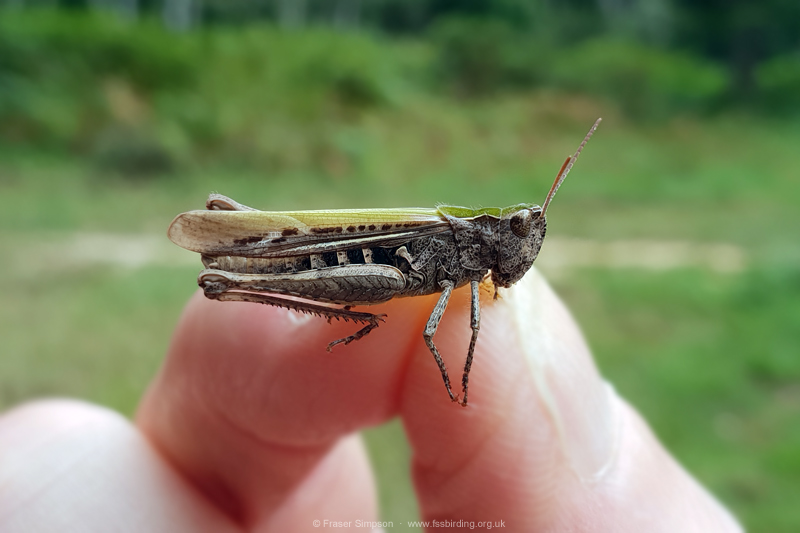 Field Grasshopper (Chorthippus brunneus)  Fraser Simpson