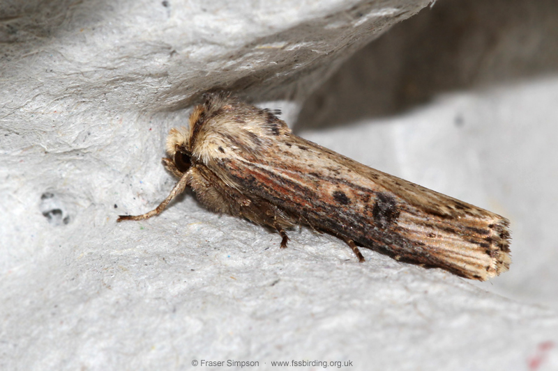 Flame (Axylia putris)  Fraser Simpson