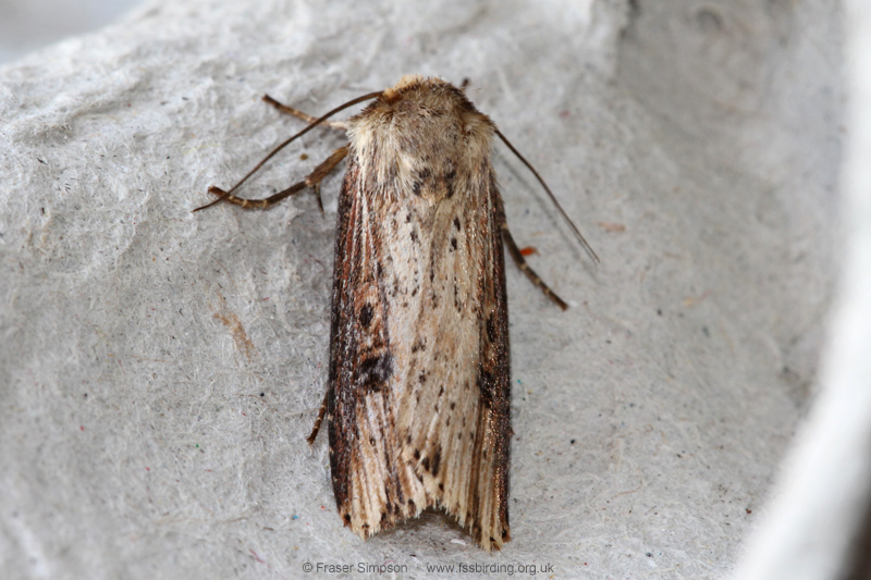 Flame (Axylia putris)  Fraser Simpson