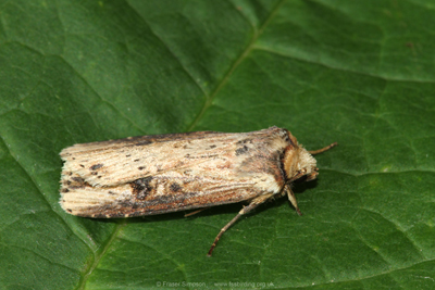 Flame (Axylia putris)  Fraser Simpson