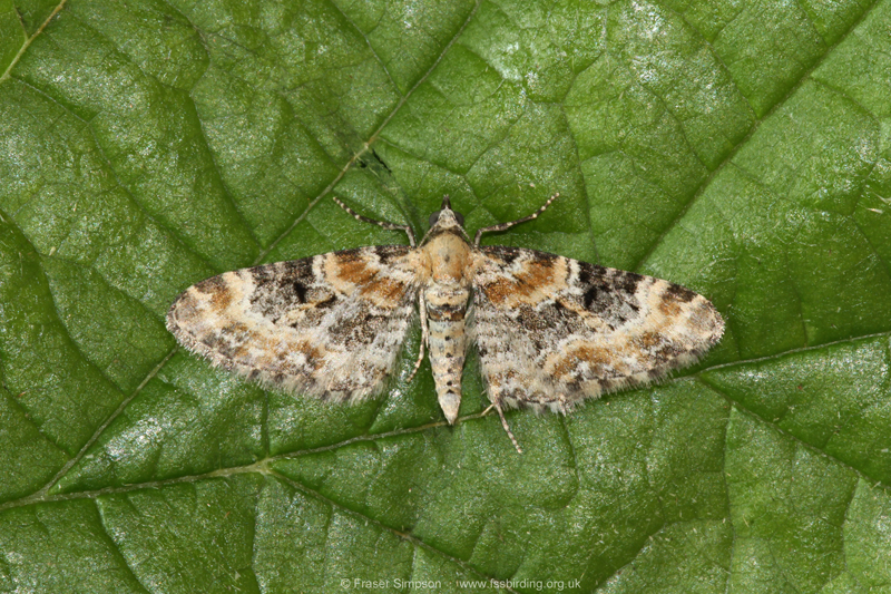 Foxglove Pug (Eupithecia pulchellata)  Fraser Simpson