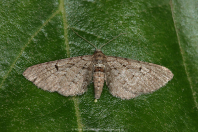 Freyer's Pug (Eupithecia intricata)  Fraser Simpson