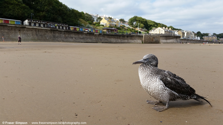 Gannet (Morus bassanus), fledgling on the beach at Filey (possibly ill/injured) 5 September 2016  Fraser Simpson    www.fssbirding.org.uk