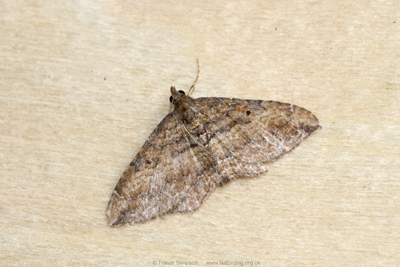 The Gem (Nycterosea obstipata)  Fraser Simpson