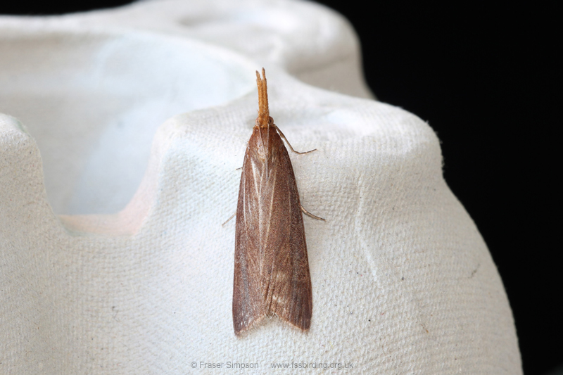 Giant Water-veneer (Schoenobius gigantella)  Fraser Simpson