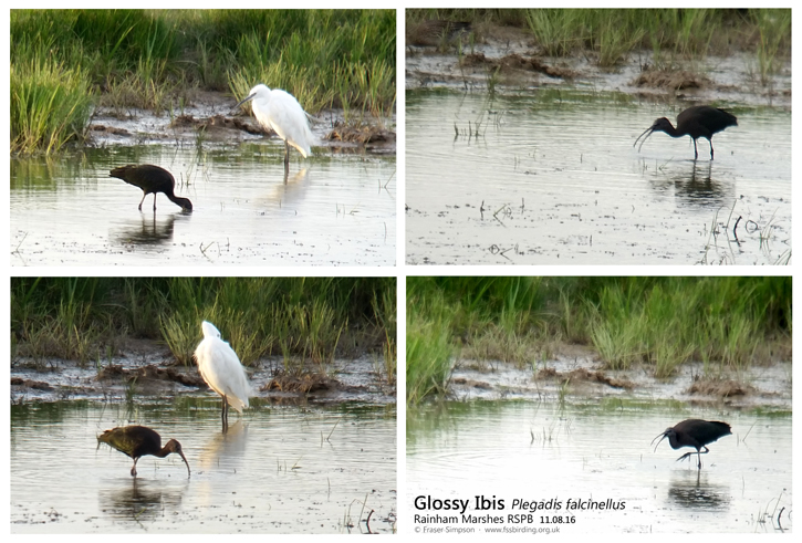 Glossy Ibis (Plegadis falcinellus), Rainham Marshes RSPB, Phonescoped 11 August 2016  Fraser Simpson    www.fssbirding.org.uk