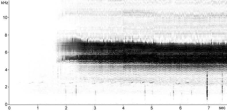 Sonogram of Grasshopper Warbler song