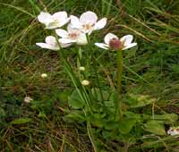 Grass of Parnassus