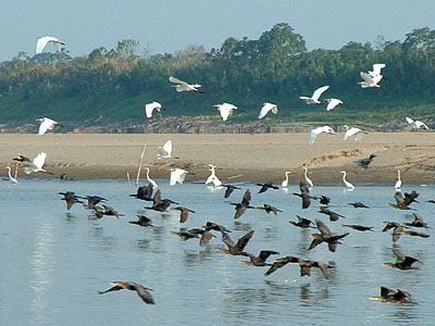 Great Egrets & Neotropic Cormorants
