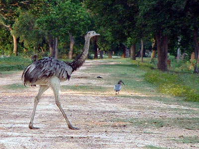 Greater Rhea