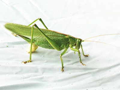 Great Green Bush-cricket (Tettigonia viridissima) - female  Fraser Simpson