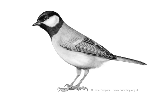 Great Tit drawing  Fraser Simpson