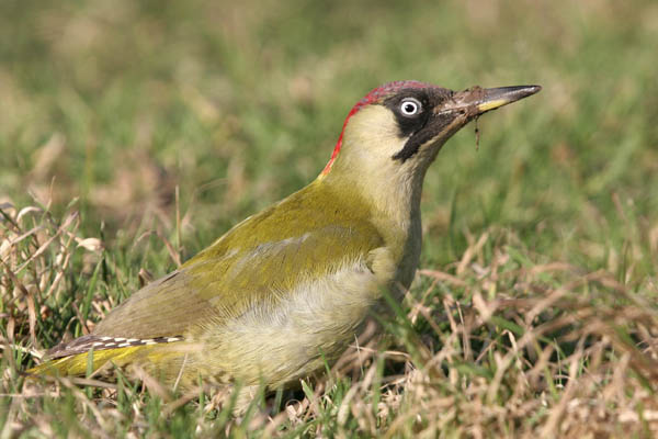 Green Woodpecker 2006 Fraser Simpson