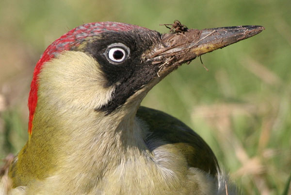 Green Woodpecker 2006 Fraser Simpson