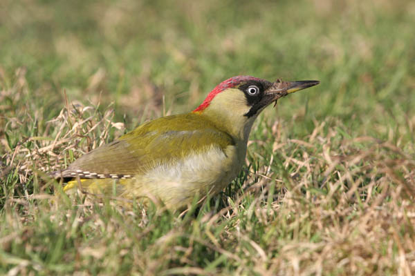 Green Woodpecker 2006 Fraser Simpson