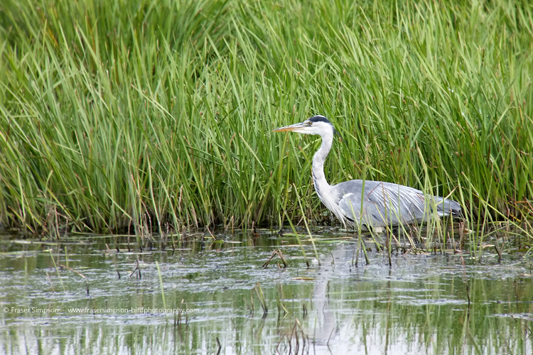 Phonescoping 2016 Fraser Simpson