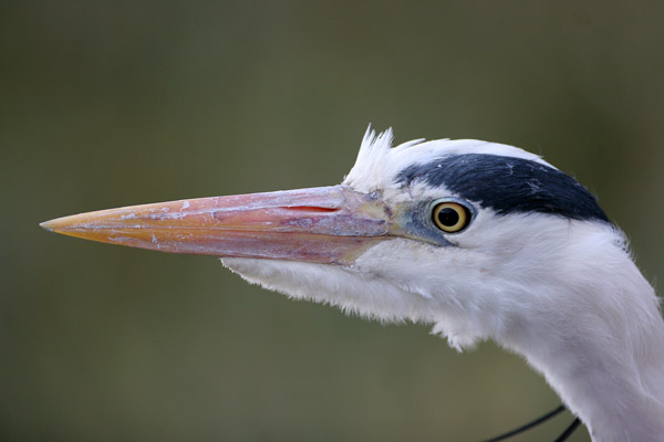 Grey Heron 2006 Fraser Simpson