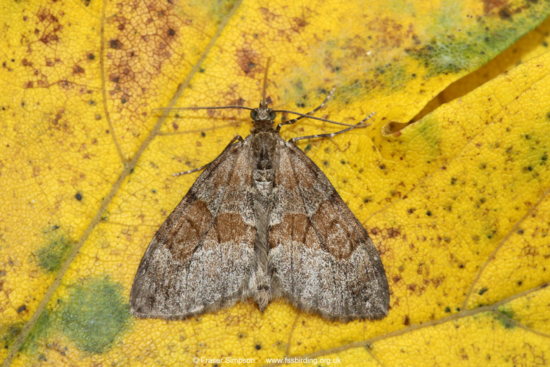 Grey Pine Carpet (Thera obeliscata)  Fraser Simpson