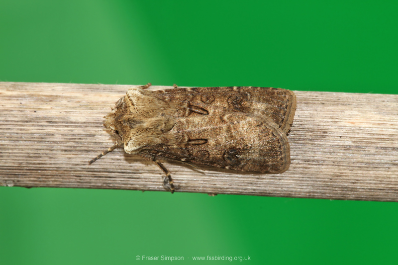 Heart & Club (Agrotis clavis)  Fraser Simpson