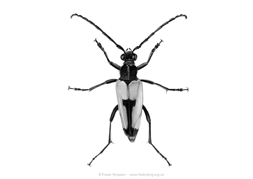 Heart Longhorn Beetle (Stictoleptura cordigera) drawing  Fraser Simpson