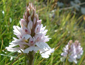 Heath Spotted Orchid