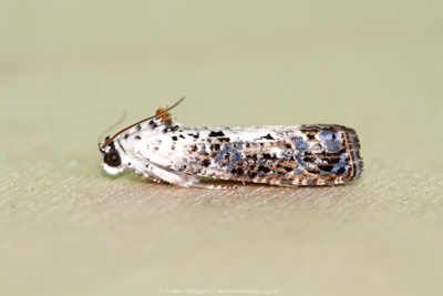 White-backed Marble (Hedya salicella)  Fraser Simpson