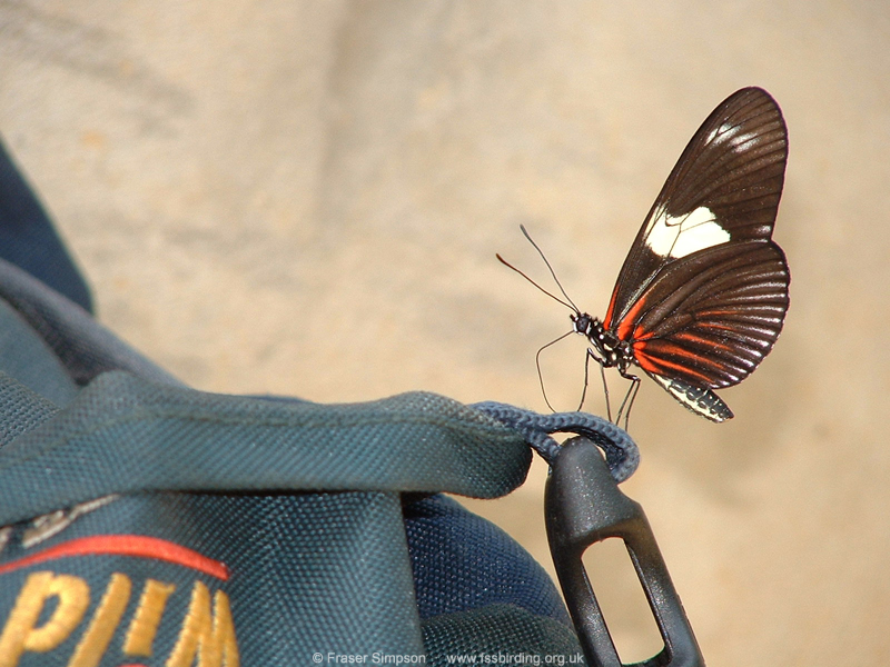 Heliconius doris, Peru, Aug 2002 � Fraser Simpson