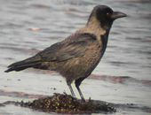 Hybrid Hooded/Carrion Crow