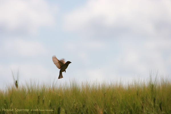 House Sparrow  2008 Fraser Simpson