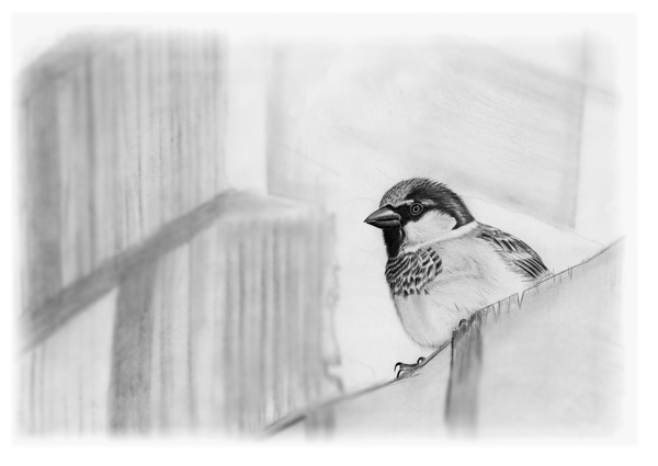 House Sparrow drawing  Fraser Simpson