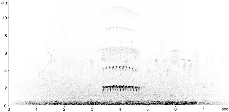Sonogram of Iberian Green Woodpecker yaffle