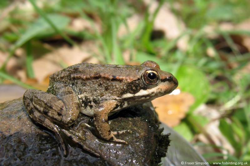 Iberian Water Frog (Pelophylax perezi), Valle de Oj�n, Andaluc�a, Spain, April 2008 � Fraser Simpson