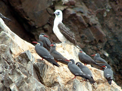 Inca Tern