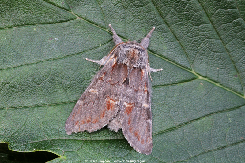Iron Prominent (Notodonta dromedarius)  Fraser Simpson