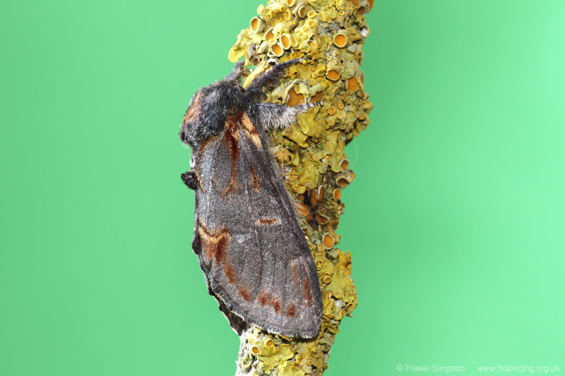 Iron Prominent (Notodonta dromedarius)  Fraser Simpson