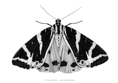 Jersey Tiger drawing  Fraser Simpson