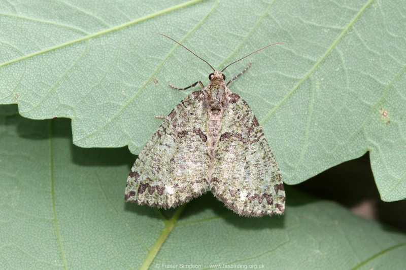 July Highflyer (Hydriomena furcata)  Fraser Simpson