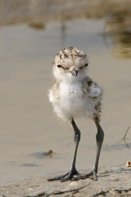 Kentish Plover (chick), Epanomi  2005  F. S. Simpson