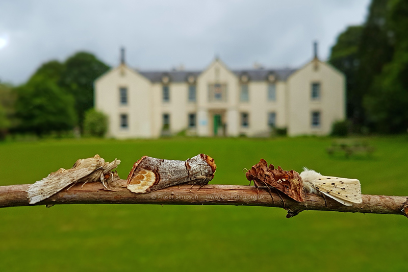 Pale Prominent, Buff-tip, Beautiful Golden Y, White Ermine, Kindrogan Field Centre, Enochdhu, Perthshire  Fraser Simpson 