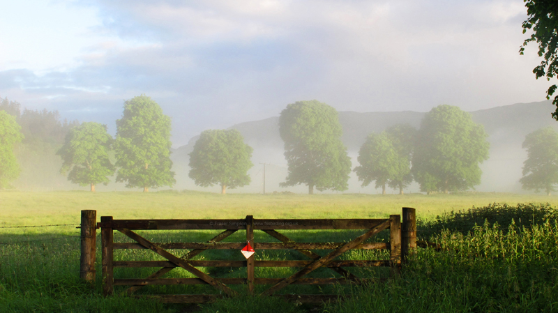 Mature lime trees in the grazing pasture on the north-west side of the field centre  Fraser Simpson